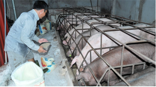 Chăn nuôi vẫn ngập kháng sinh